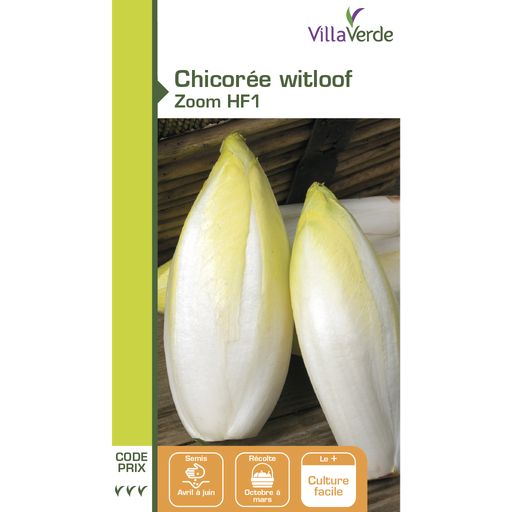 [48-001N66] Graines de chicorée witloof zoom hybride f1 VILLAVERDE