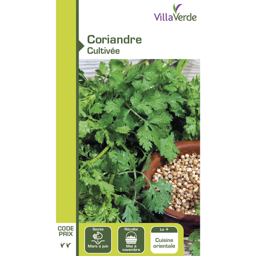 [48-001N6L] Graines de coriandre cultivée VILLAVERDE