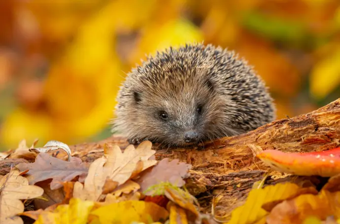 Hérisson dans les feuilles : protéger les animaux auxiliaires du jardin