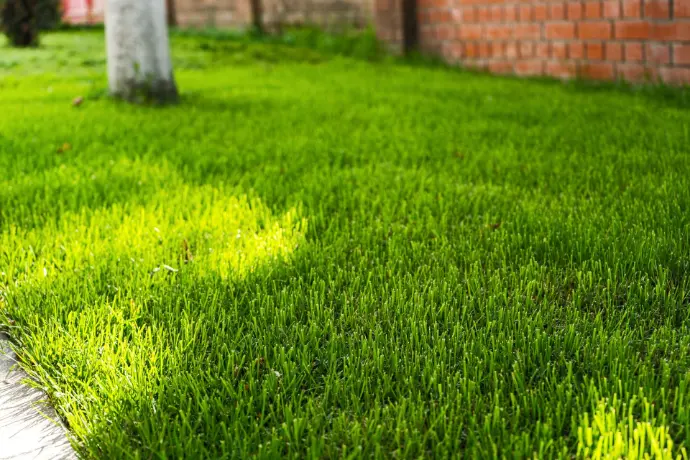 Pelouse bien verte : réussir son gazon à l’automne