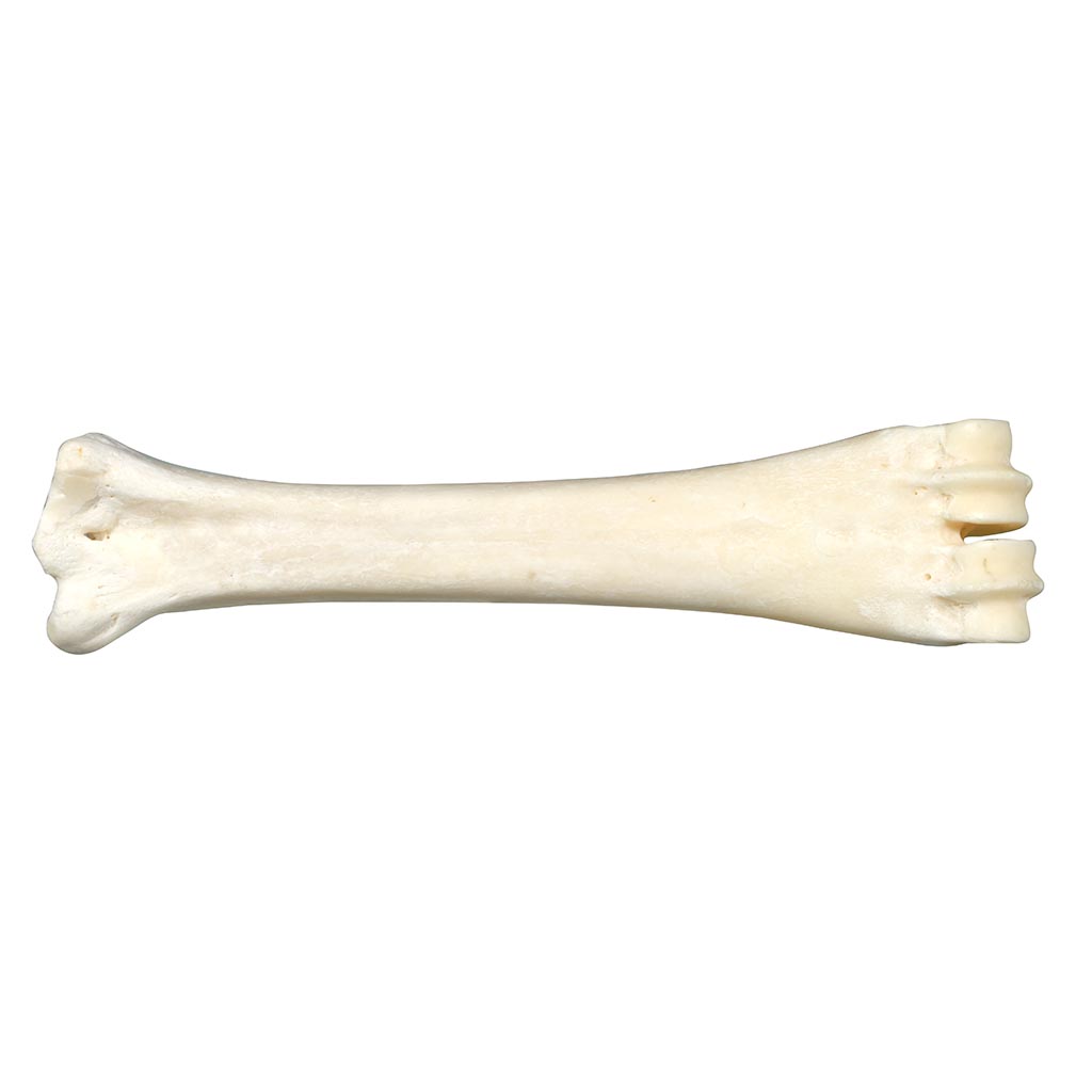 Os au calcium BUBIMEX