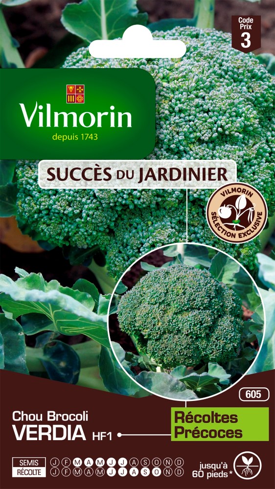 Graines de chou brocoli verdia hf1 VILMORIN